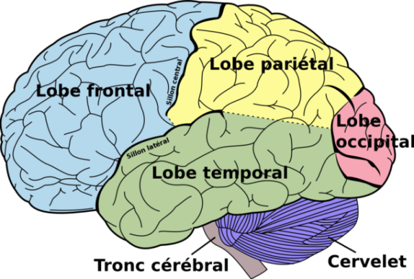 Régions du cerveau